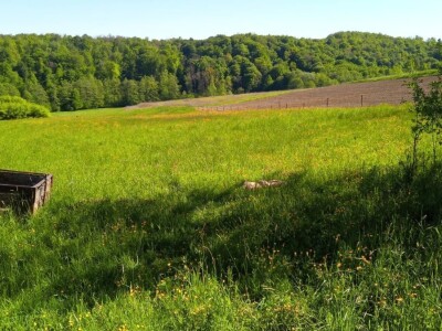 Poljoprivredno imanje 45.000 ili 60.000 m2 sa gradevinskim dijelom, sumom, bunarom i potokom