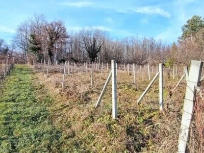 Poljoprivredno zemljište (vinograd)