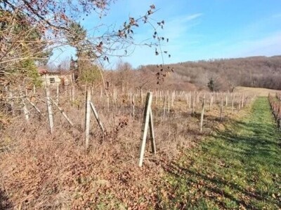 Poljoprivredno zemljište (vinograd)