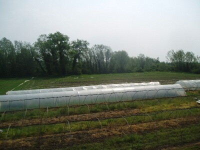 Prodaje se poljoprivredno zemljište u Zagrebu (Petruševec), 25000 m2 - VRT