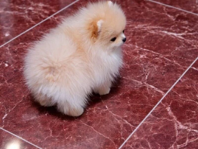 Pomeranac zenkica