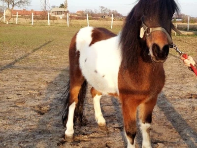 Poni konj
