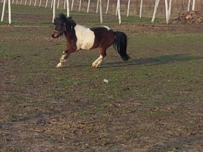 Poni konj