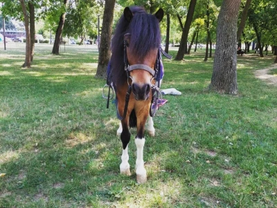 Poni konj