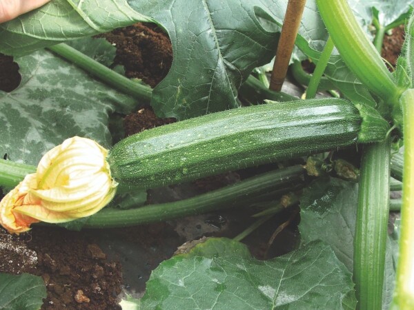 Pontino F1 - sjeme tikvice