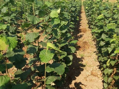 Ponuda sadnica LEŠNIKA proleće 2019. god.