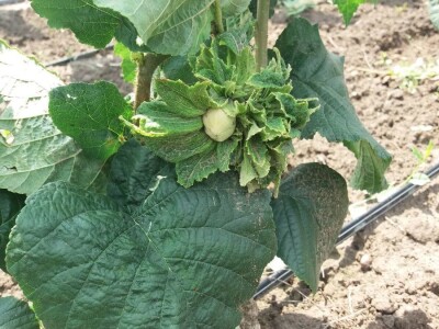 Ponuda sadnica LEŠNIKA proleće 2019. god.