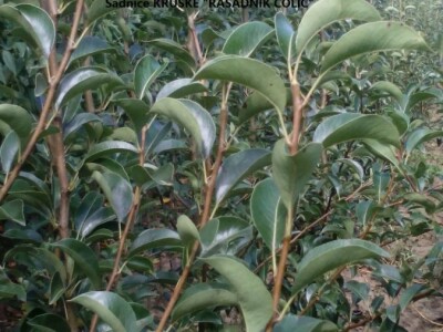 Ponuda VOĆNIH I LOZNIH sadnica sezona 2023/24. god.