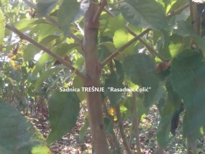 Ponuda VOĆNIH I LOZNIH sadnica sezona 2023/24. god.