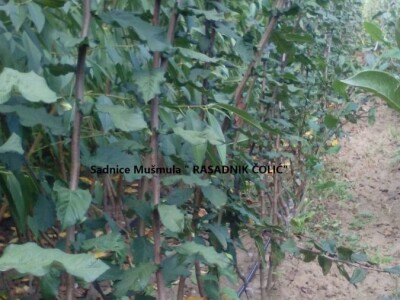 Ponuda VOĆNIH I LOZNIH sadnica sezona 2023/24. god.