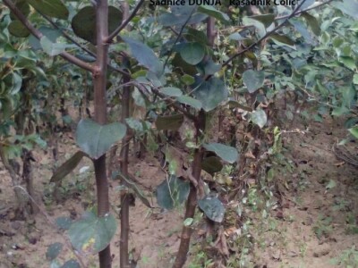 Ponuda VOĆNIH I LOZNIH sadnica sezona 2023/24. god.