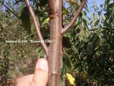 Ponuda VOĆNIH I LOZNIH sadnica sezona 2023/24. god.