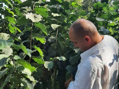 Ponuda VOĆNIH I LOZNIH sadnica sezona 2023/24. god.