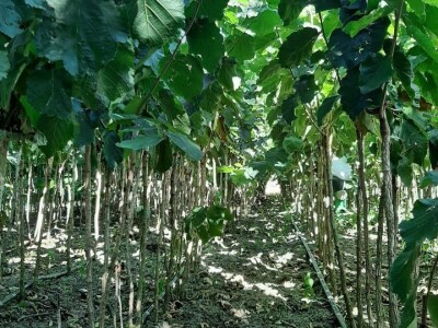 Ponuda VOĆNIH I LOZNIH sadnica sezona 2023/24. god.