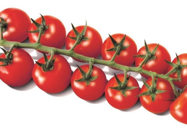 Porpora F1 - sjeme rajčice