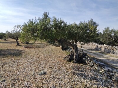 Postira, 8273 m2, uređeni maslinik, asfaltirana cesta, blizina mora