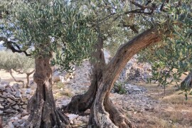 Postira, 8273 m2, uređeni maslinik, asfaltirana cesta, blizina mora