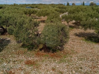 Postira, 8273 m2, uređeni maslinik, asfaltirana cesta, blizina mora