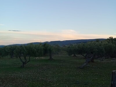 Postira, 8273 m2, uređeni maslinik, asfaltirana cesta, blizina mora