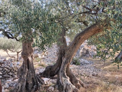 Postira, 8273 m2, uređeni maslinik, asfaltirana cesta, blizina mora