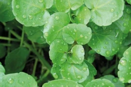 POTOČARKA (PRAVA) Nasturtium officinale