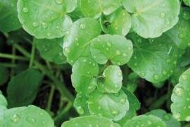 POTOČARKA (PRAVA) Nasturtium officinale