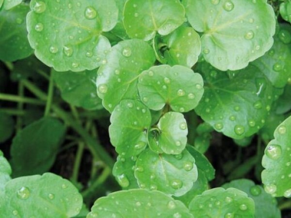 POTOČARKA (PRAVA) Nasturtium officinale