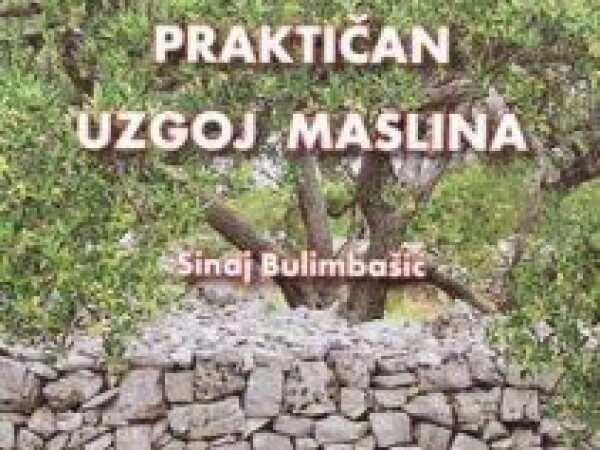 Praktičan uzgoj maslina