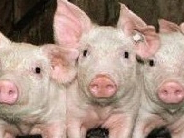 CERAVITAL® - sirovi protein obogaćen nusproizvodima fermentacije gljivica