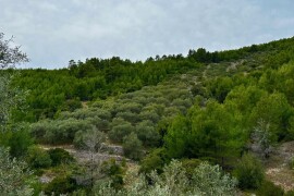 Predivan maslinik 3.965 m2 - blizina uvale Gršćica