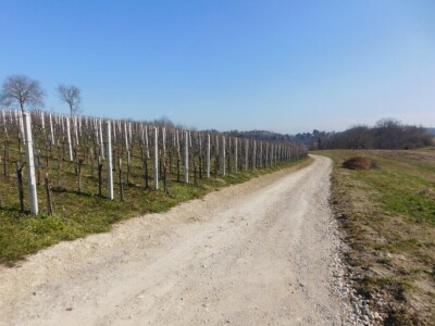 Predivan vinograd na zemljištu 3.975 m2 - Sveti Ivan Zelina