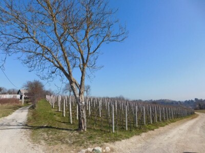 Predivan vinograd na zemljištu 3.975 m2 - Sveti Ivan Zelina