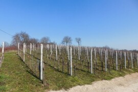 Predivan vinograd na zemljištu 3.975 m2 - Sveti Ivan Zelina