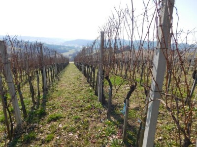 Predivan vinograd na zemljištu 3.975 m2 - Sveti Ivan Zelina