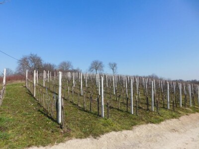 Predivan vinograd na zemljištu 3.975 m2 - Sveti Ivan Zelina