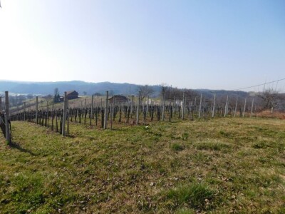 Predivan vinograd na zemljištu 3.975 m2 - Sveti Ivan Zelina