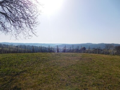 Predivan vinograd na zemljištu 3.975 m2 - Sveti Ivan Zelina