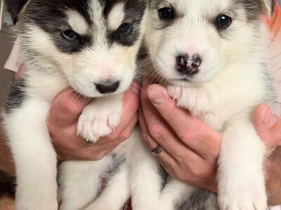 Prekrasni sibirski husky štenad