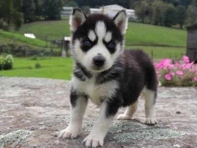 Prekrasni sibirski husky štenad