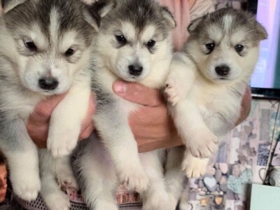 Prekrasni sibirski husky štenad