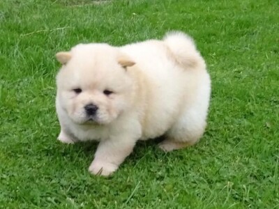 Prekrasnom muškom chow-chow-u treba novi dom