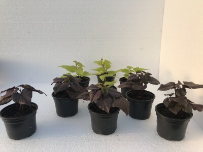 Sadnice  batata i ukrasnog batatat