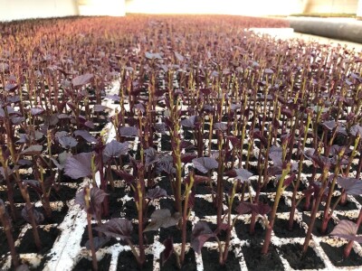 Sadnice  batata i ukrasnog batatat