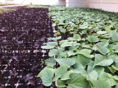 Sadnice  batata i ukrasnog batatat