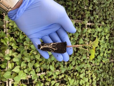 Sadnice  batata i ukrasnog batatat