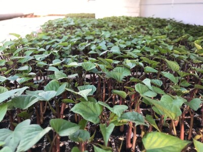 Sadnice  batata i ukrasnog batatat