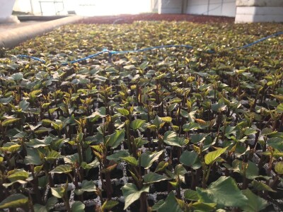 Sadnice  batata i ukrasnog batatat