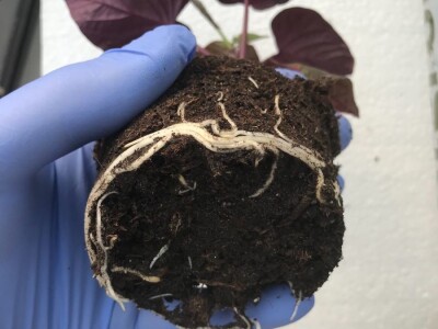 Sadnice  batata i ukrasnog batatat