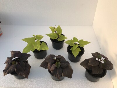 Sadnice  batata i ukrasnog batatat