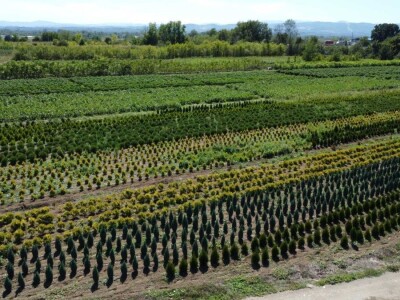 Prestiž Plant Nursery